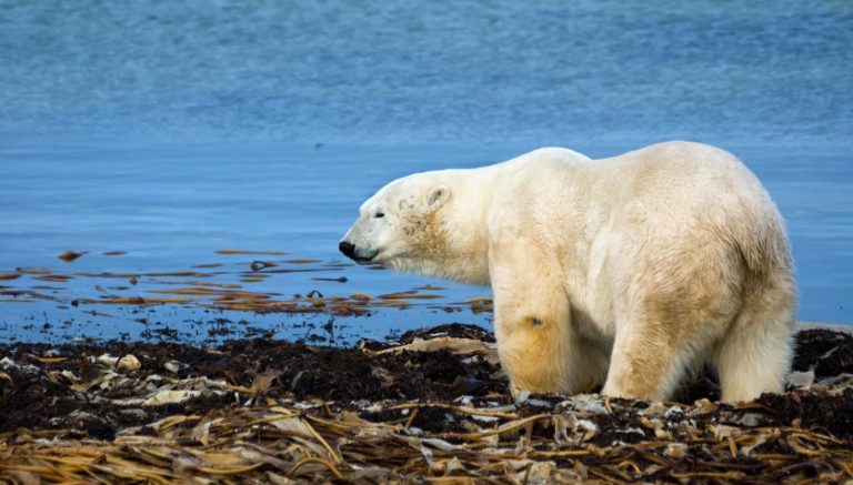 Polar bear looking for food