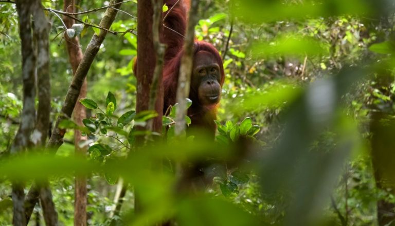 Orangutan w Parku Narodowym w Indonezji