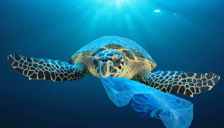 Żółw morski jedzący plastikową torbę