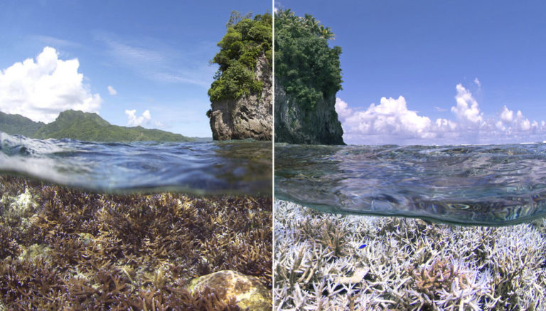 Coral sano (izquierda) y coral muerto (derecha)