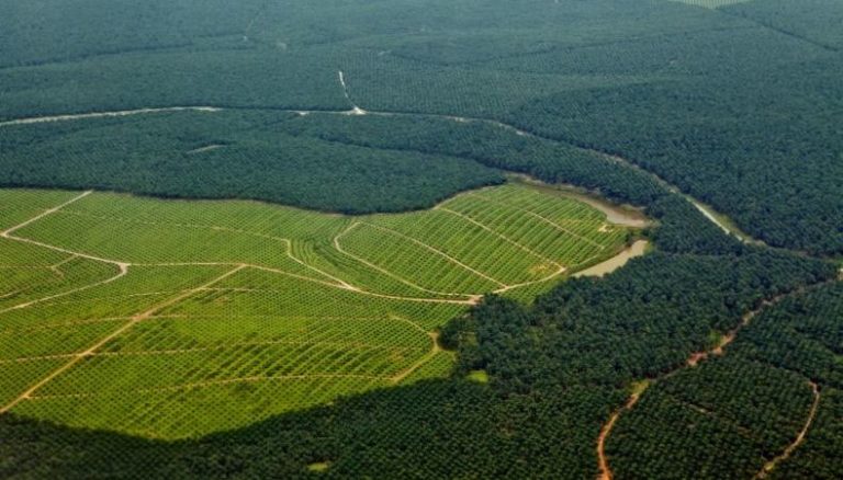 Plantación de aceite de palma